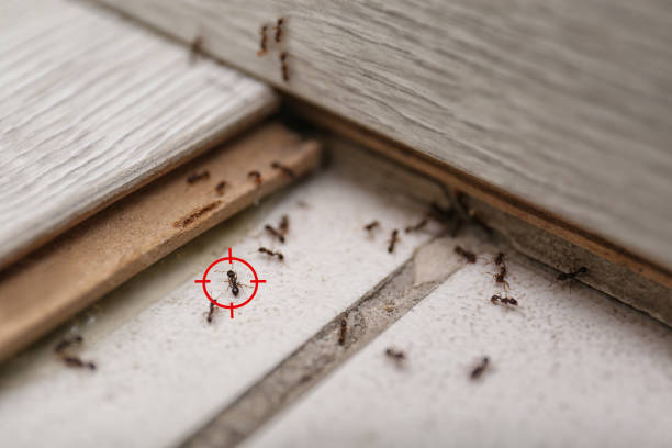 Best Wildlife Control Services  in Caddo Mills, TX