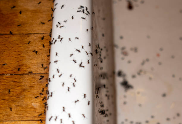 Best Local Pest Control Services  in Caddo Mills, TX